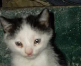 🌟 bffd280c 猫, 子猫, ペット, 動物, 白黒, 可愛い telegram sticker