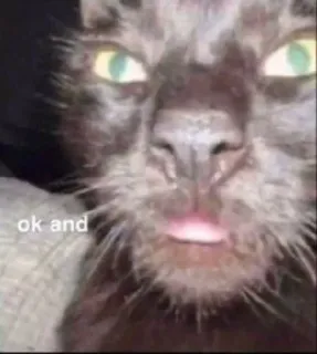 🌟 c68aa811 ok and 猫, 動物, ミーム telegram sticker