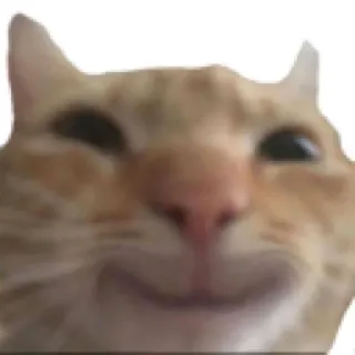 ☺️ cad681dd 猫, ミーム, 動物, 面白い, ペット, オレンジ猫 telegram sticker