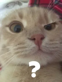 ❓ d56b40e1 猫, 疑問符, 混乱, ミーム, 動物 telegram sticker