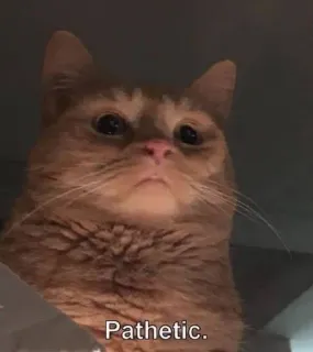 🌟 d78abfb1 Pathetic. 猫, 情けない, オレンジ猫, ミーム telegram sticker