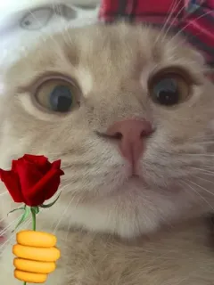 ❤️ ddfc62d6 猫, バラ, かわいい, 動物, ステッカー telegram sticker