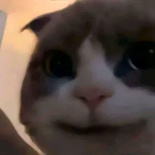 🌟 e423a668 猫, ペット, 動物, 子猫, かわいい telegram sticker