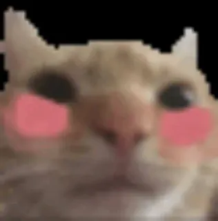 😳 f706f8cb 猫, 動物, 可愛い, ミーム telegram sticker