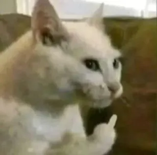 🌟 0b2a1b16 кот, средний палец, оскорбительный, грубый, животное telegram sticker