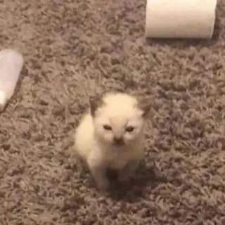 🌟 12f143fe котенок, котята, милый, кот, животное, домашнее животное, питомец telegram sticker