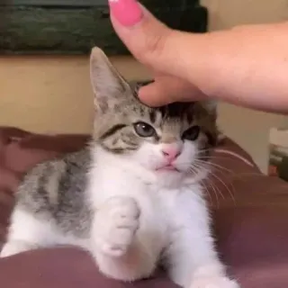 😡 1487658a кот, котенок, домашнее животное, животное, милый telegram sticker