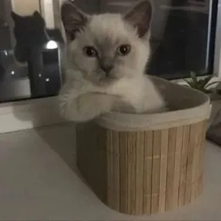 🌟 1a8fb950 кот, котенок, животное, домашнее животное, милый, корзина telegram sticker