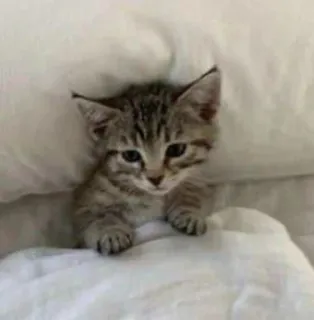 🛌 25f083eb кошка, котенок, животное, милый, питомец telegram sticker