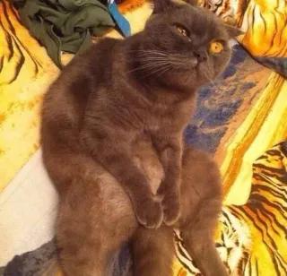 cats emmossi :: @fStikBot whatsapp stickers