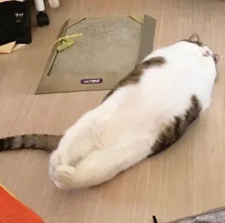 🐾 392b4c47 кот, домашнее животное, животное, ленивый, домашний кот, кошачий telegram sticker