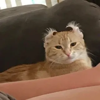 cats emmossi :: @fStikBot whatsapp stickers