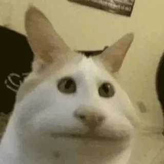 🌟 48fca850 кот, животное, мем, Popcat telegram sticker