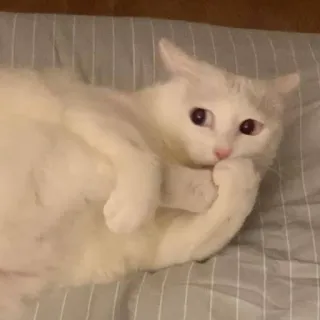 😰 4cd7441a кот, белый, милый, животное, домашний telegram sticker