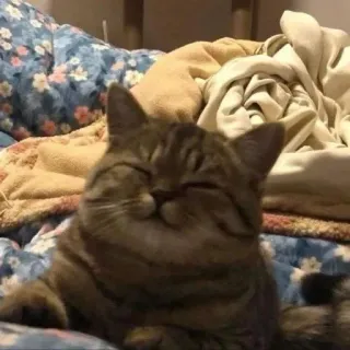 🌟 4d5806f6 кот, животное, домашнее животное, домашний telegram sticker