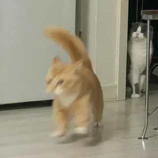 🌟 4e803fd5 кот, коты, питомцы, животные, смешные telegram sticker