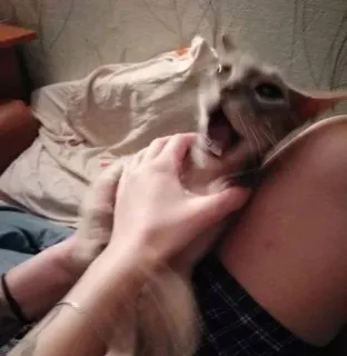 😵 58009929 кот, питомец, милый, животное, домашний telegram sticker