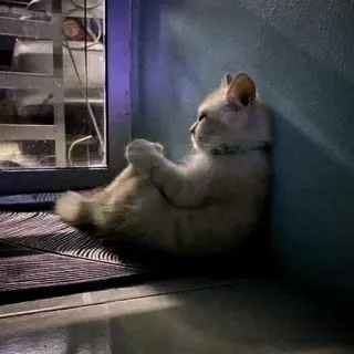 😞 5a5ab0ee кошка, сидящий, животное, домашнее животное, в помещении telegram sticker