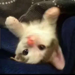 🌟 5e7b5319 кот, котёнок, животное, милый, питомец telegram sticker