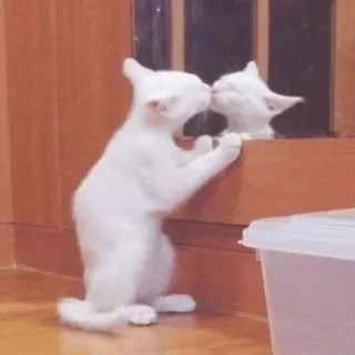 💋 62f5c995 кот, котенок, зеркало, отражение, белый, милый telegram sticker