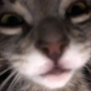 😳 66d17b06 кот, животное, питомец, милый, крупный план telegram sticker