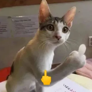 🖕 68cd12ee кот, средний палец, оскорбительный, животное, жест telegram sticker