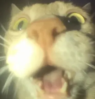 😧 71749460 кот, животное, смешной, мем, крупный план telegram sticker