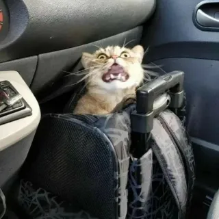 🌟 77e4db9f кот, рюкзак, испуганный, животное, смешной, кошачий, машина telegram sticker