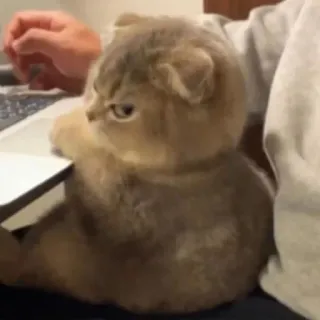 😡 8464b9e4 кот, злой, кошачий, клавиатура, печатает telegram sticker