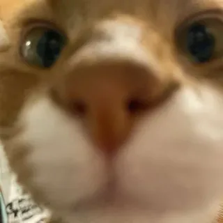 🌟 891ab79f кот, крупный план, питомец, животное telegram sticker