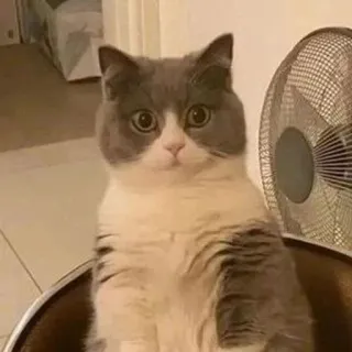 cats emmossi :: @fStikBot telegram stickers