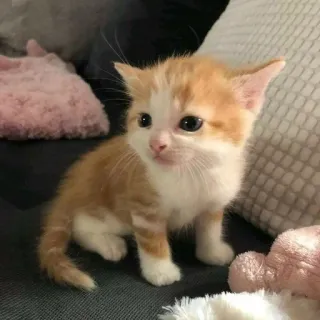 🌟 8cabfb0b кот, котенок, животное, милый, питомец telegram sticker