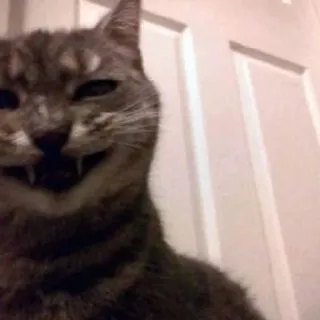 🌟 90f70708 кот, животное, кошачий, питомец, домашний, зубы telegram sticker