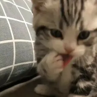 🌟 9206e857 кот, котёнок, лизать, животное, милый, домашний telegram sticker