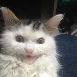 🌟 9bba9ac0 кот, котёнок, злой, белый, милый, животное, кошачий telegram sticker