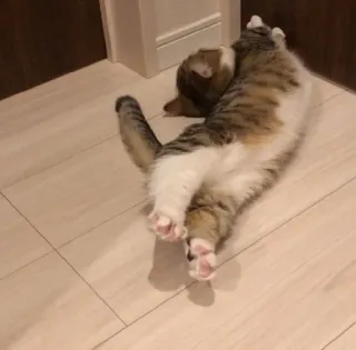 🐾 a183722b кот, смешной, игривый, питомец, милый, животное, очаровательный telegram sticker