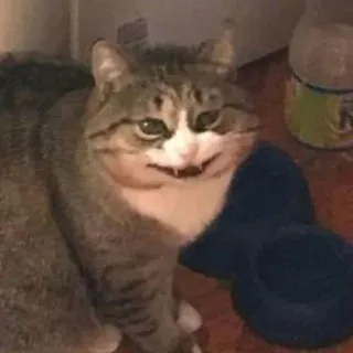 🌟 a7c321ce кот, животное, смешной, питомец, милый telegram sticker