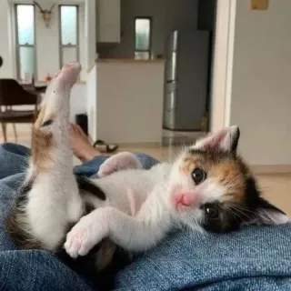 🌟 ae971062 кот, котенок, милый, калико, питомец, животное telegram sticker