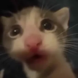 🌟 af892a60 кот, котенок, милый, животное, питомец, кошачий telegram sticker