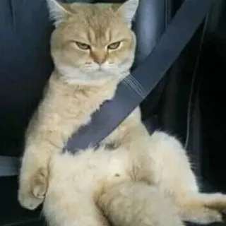 😠 b488c29a кот, ремень безопасности, животное, безопасность, автомобиль, смешной telegram sticker