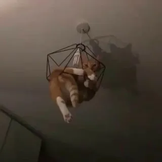 cats emmossi :: @fStikBot whatsapp stickers