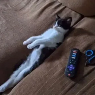 😳 ce0ffd86 кот, котенок, диван, пульт, ножницы, питомец telegram sticker