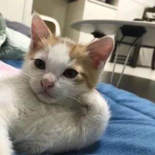 🌟 d1a2fba9 кот, котенок, животное, милый telegram sticker