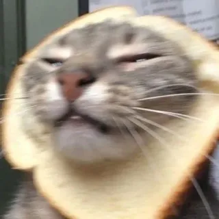 🍞 d60a4bae кот, хлеб, смешной, животное, мем telegram sticker