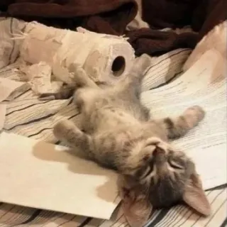 🥱 d8a07e75 кот, котенок, бумага, сонный, животное telegram sticker