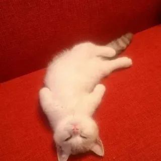 cats emmossi :: @fStikBot telegram stickers