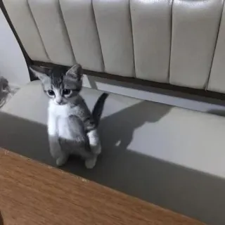 👻 e5b75e75 кот, котенок, животное, питомец, милый telegram sticker