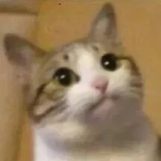 🌟 ef10fac0 кот, милый, животное, мем telegram sticker