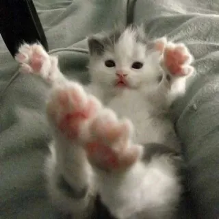 🌟 f2033581 котенок, кот, милый, животное, очаровательный telegram sticker