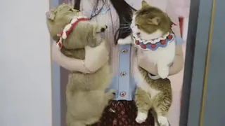 🌟 077a0314 кошки, домашние животные, животные, милые, домашние животные telegram sticker